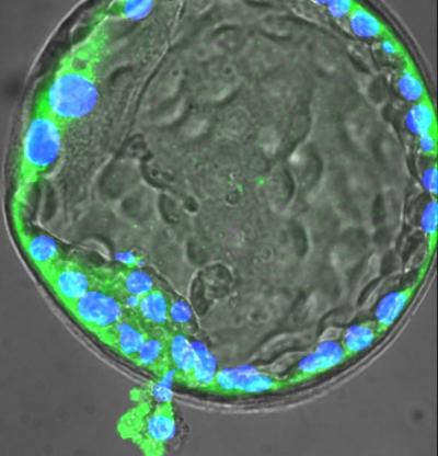 Implantation during Day 6 of Development