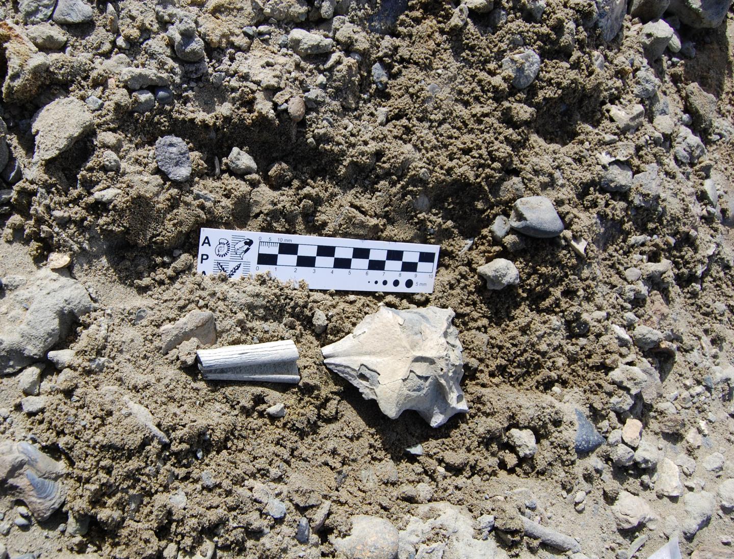 Eocene Antarctic Fossil Penguin Skull