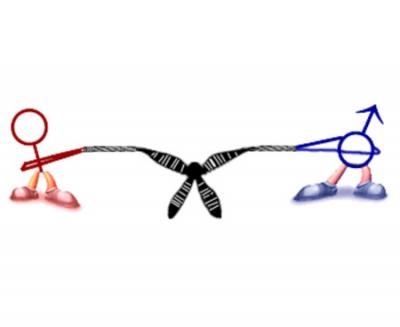 Sexually Antagonistic Genes