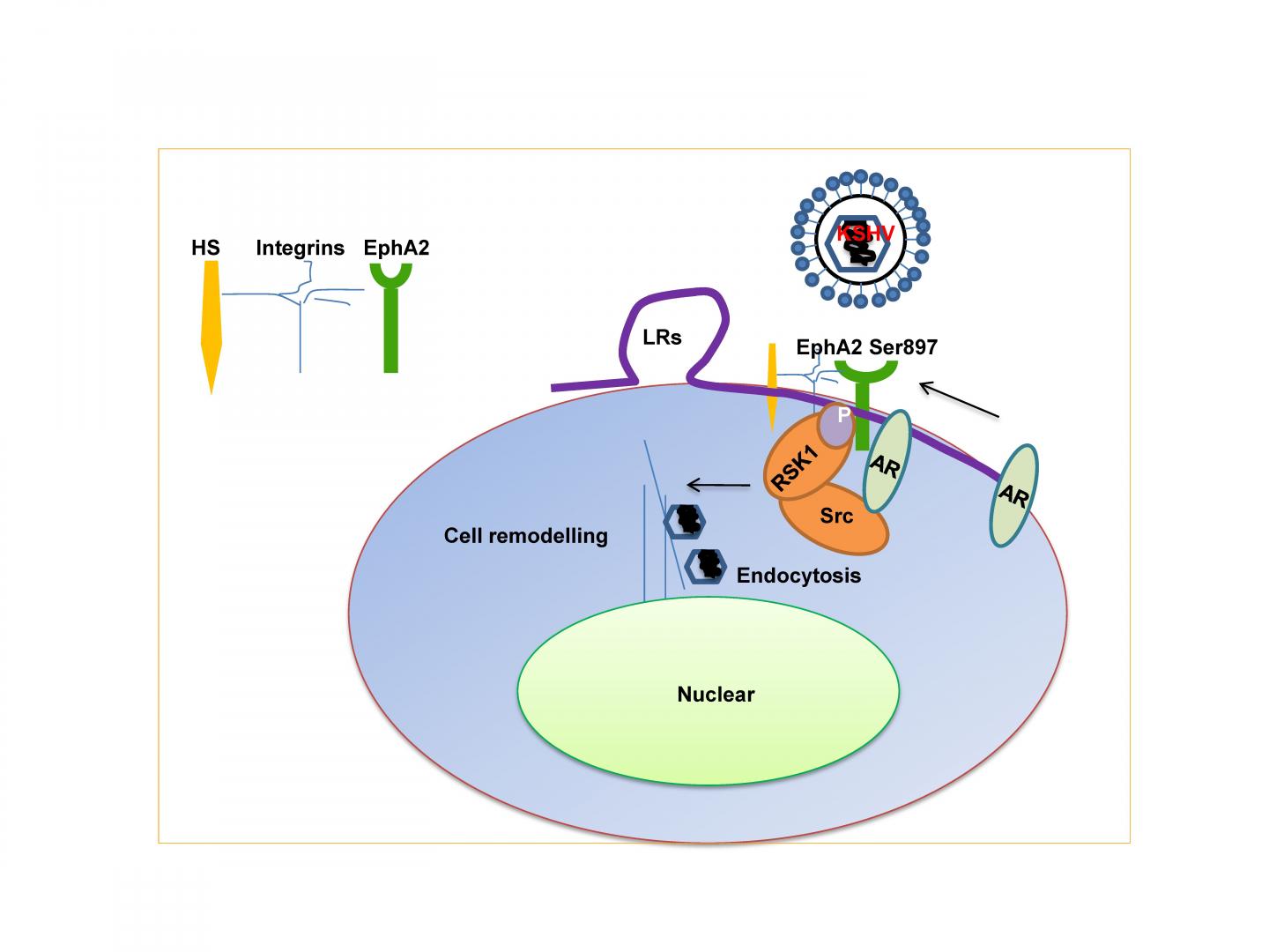 Male Hormones May Promote Infection by Virus that Causes Kaposi's Sarcoma