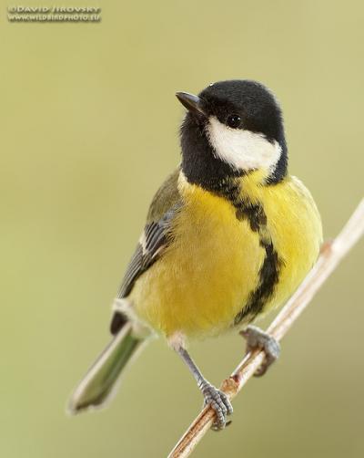 Great tit research news