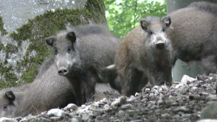 Wild boars