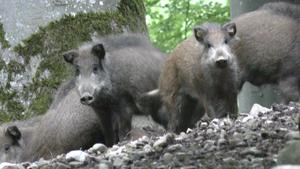 Wild boars