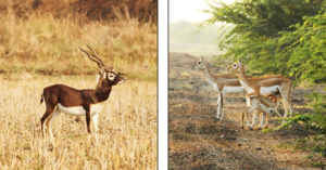 Blackbuck 1