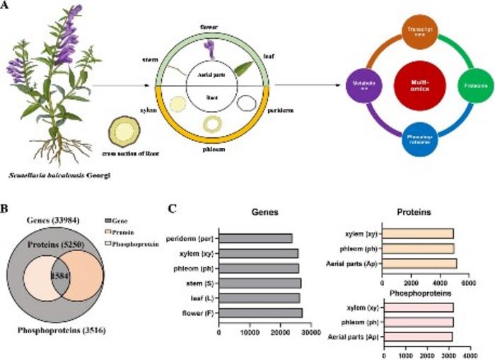 Schematic illustrating the study design and multi-omics dataset of S. baicalensis.