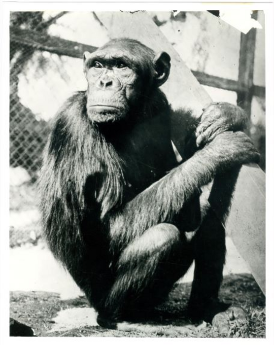 Chimpanzee Sultan
