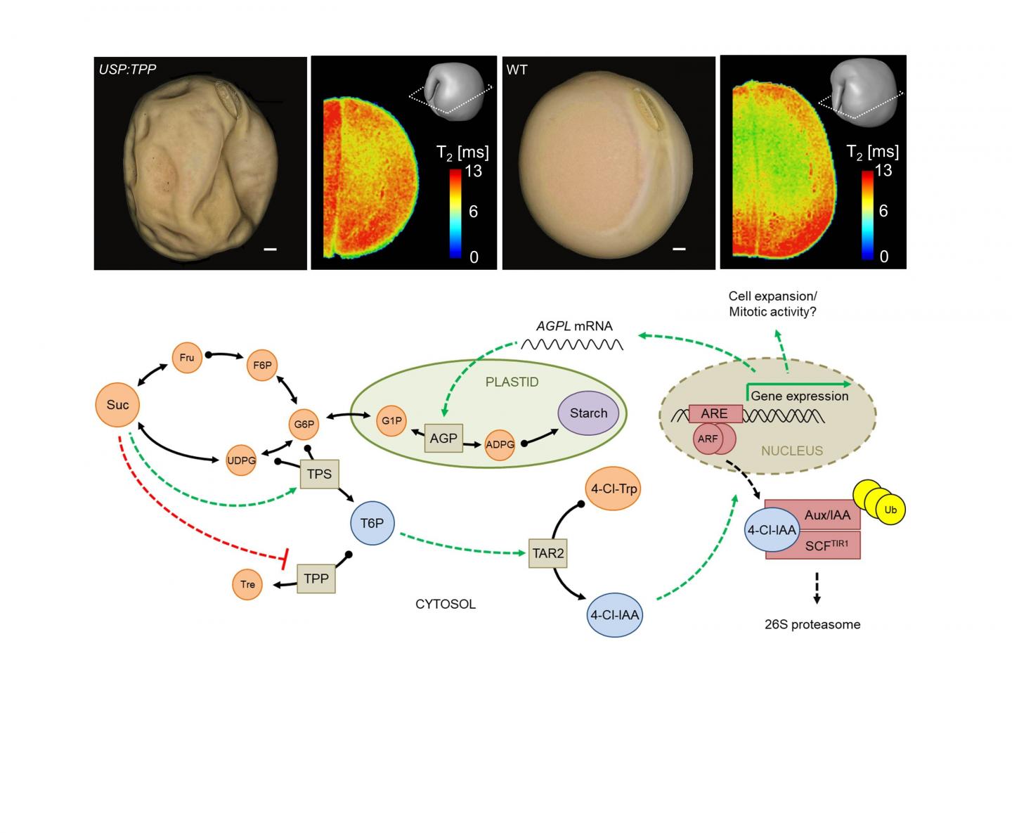 Trehalose 6?phosphate (T6P) and auxin biosynthesis.