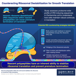 Counteracting Ribosomal Destabilization for Smooth Translation