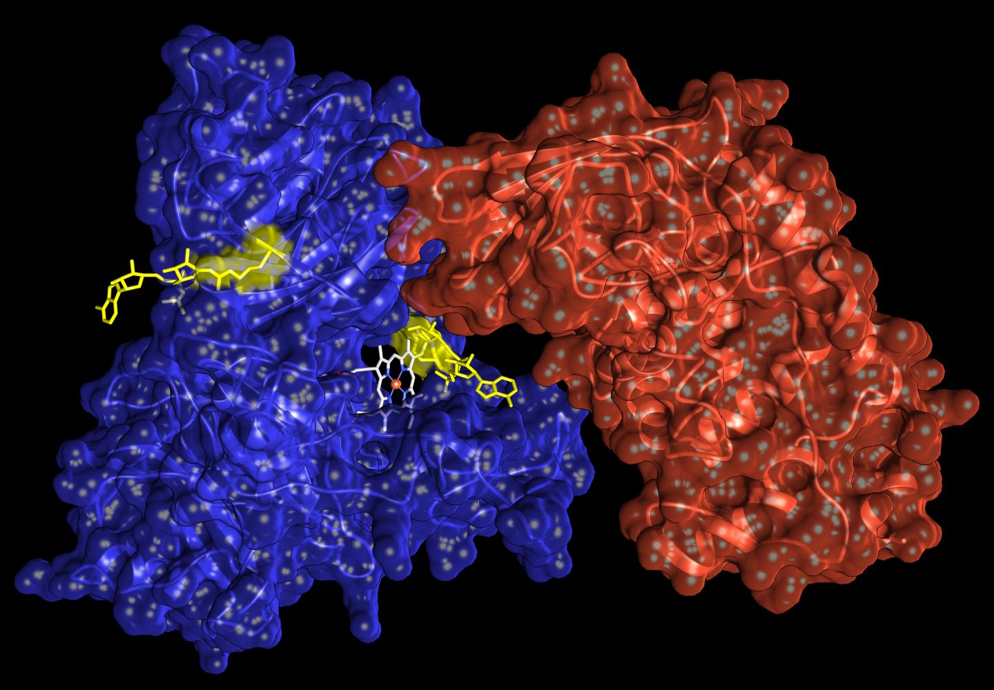 ADP-Ribosylation of Hemopexin