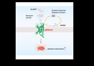 Adhesion G protein-coupled receptors