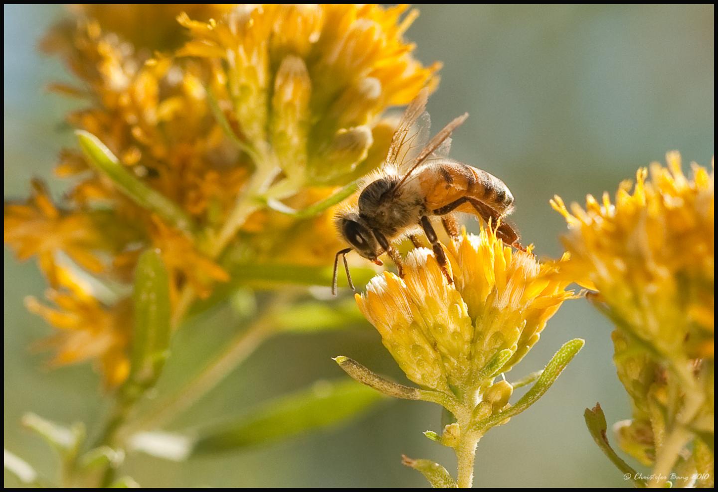 Honey Bee Feeds on a Flower