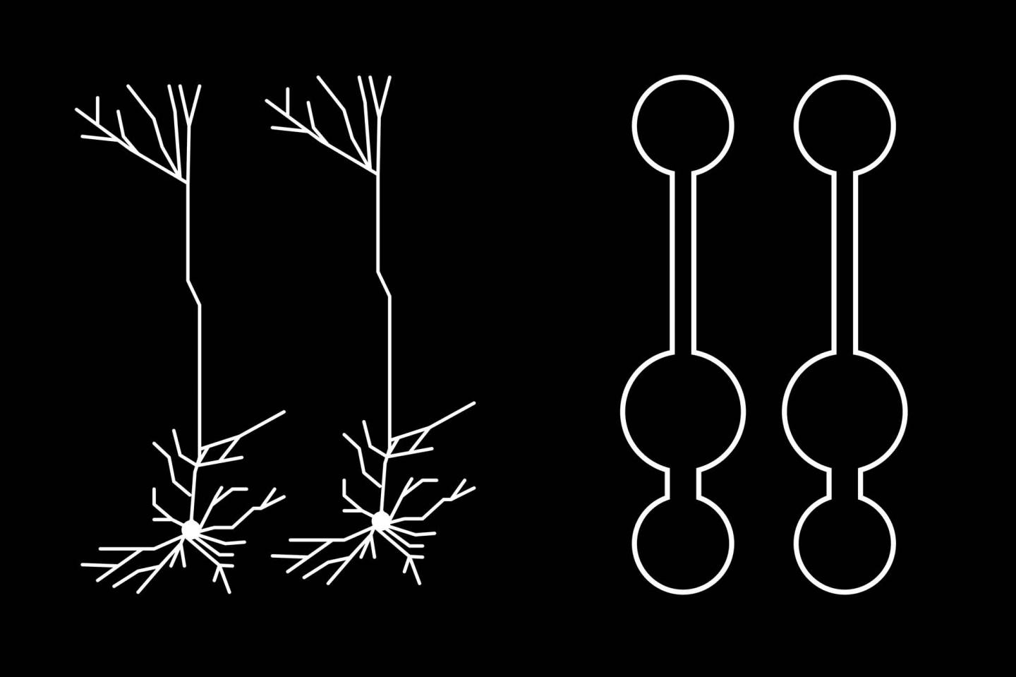 Multi-Compartment Neural Network Model