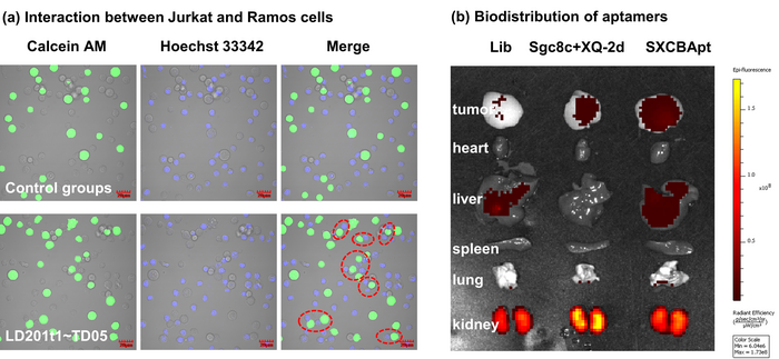 Application studies of circular bivalent aptamers