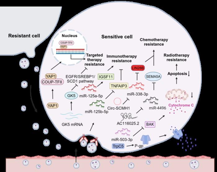 Visualization of EV-mediated drug resistance pathways