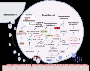 Visualization of EV-mediated drug resistance pathways