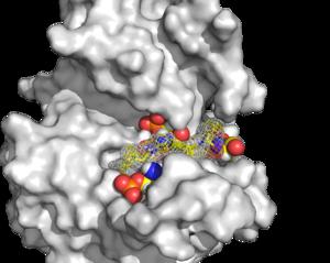 Scientists discover a secret to regulating our body clock, offering new approach to end jet lag