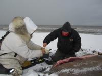Sampling Walrus Tissue at Point Lay, Alaska