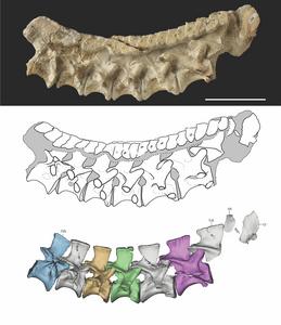Fossilized cervical vertebra--photograph, drawing, and CT model