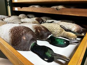 Country diary: moulting birds leave treasure for collectors, Birds