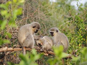 Three vervet monkeys with an adult grooming a juvenile
