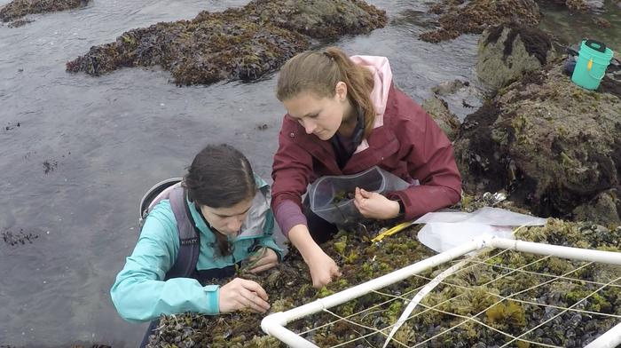 Emily Longman and Sarah Merolla sample mussel bed