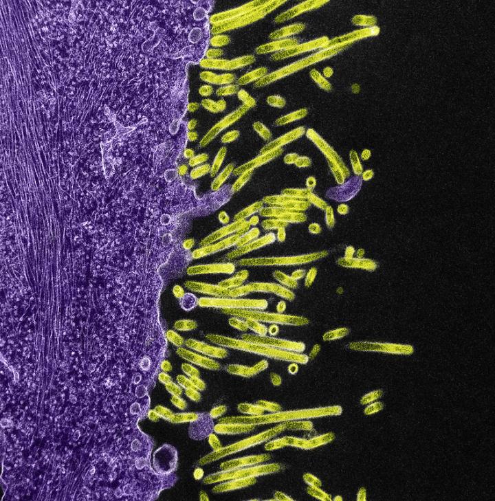 Flu virus particles on a cell