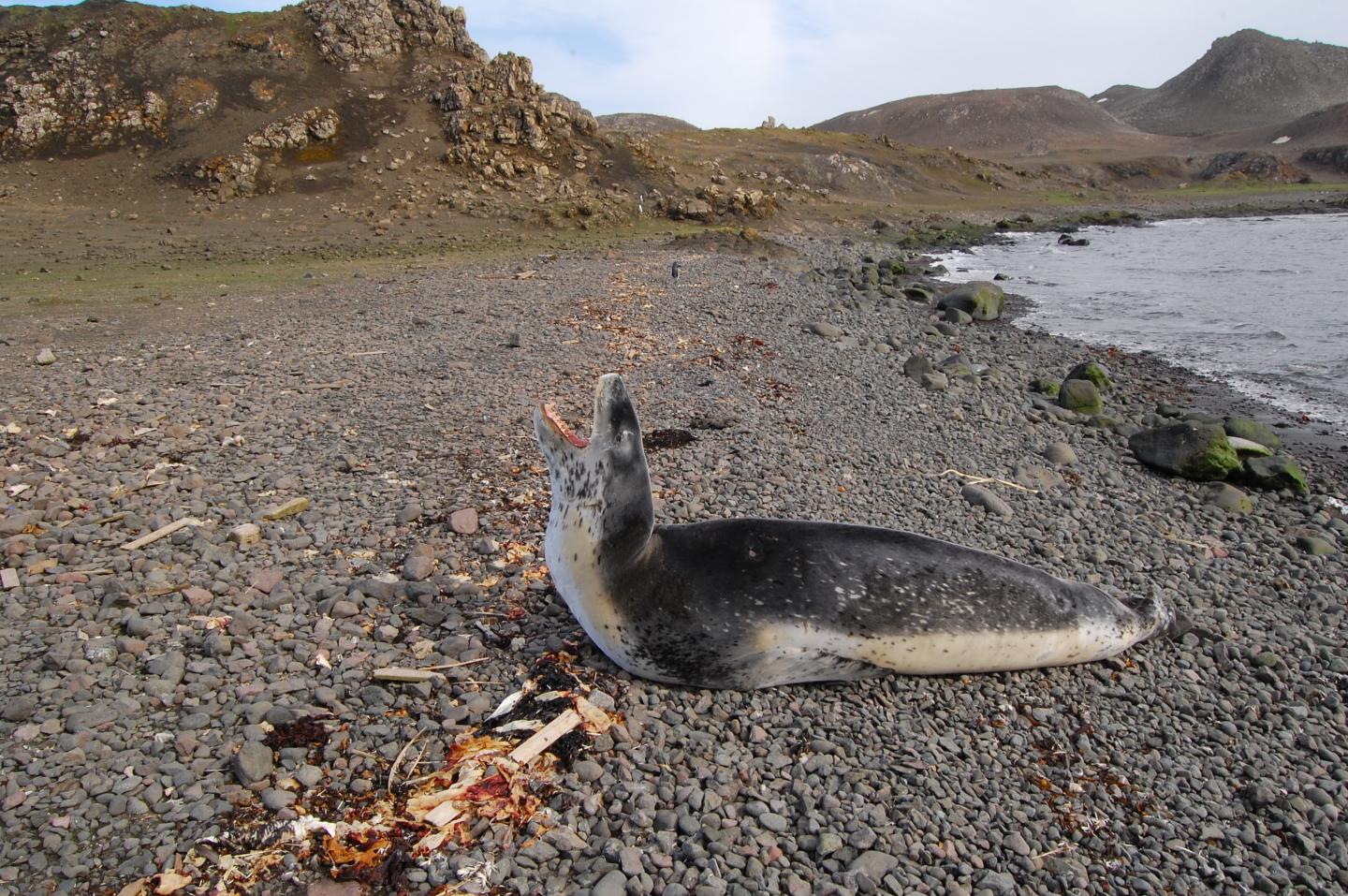 Aerial Drone Photos Can Yield Accurate Measurements of Leopard Seals