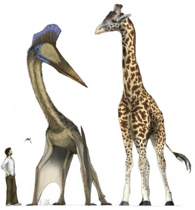 Extremes in Pterosaur Morphology