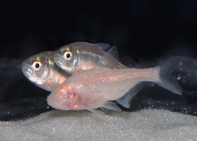 Blind Mexican Cavefish