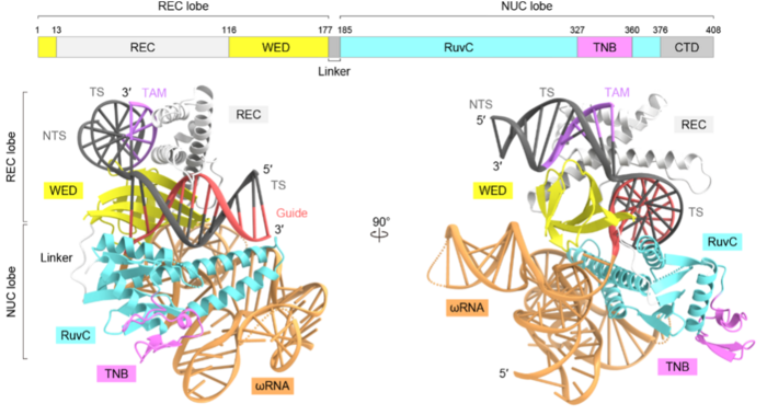 Overall structure of TnpB-ωRNA-target DNA complex.