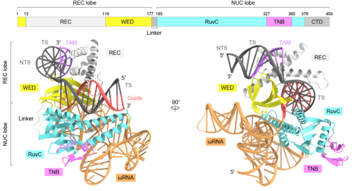 Overall structure of TnpB-RNA-target DNA complex.