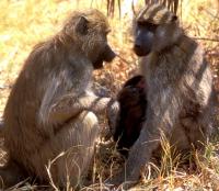 A Female Baboon Grunts to a Female With a Young Infant