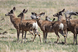 Shaggy mule deer