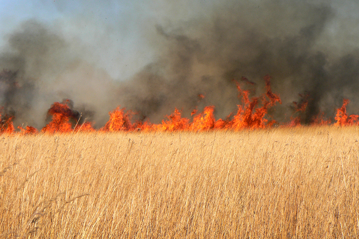 prairie fire yellow grass