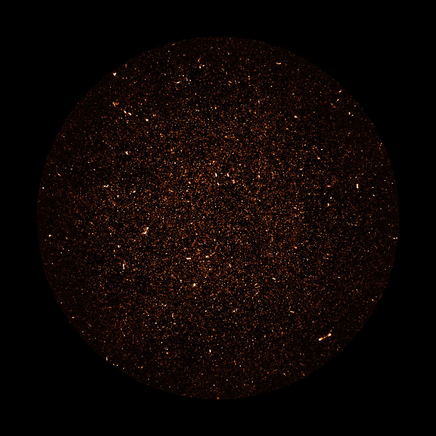 MeerKAT Image of Radio Galaxies