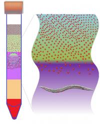 NIST Method for Separating Nanoparticles from Organisms