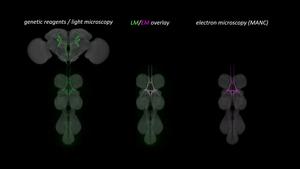 Characterization of the song circuit