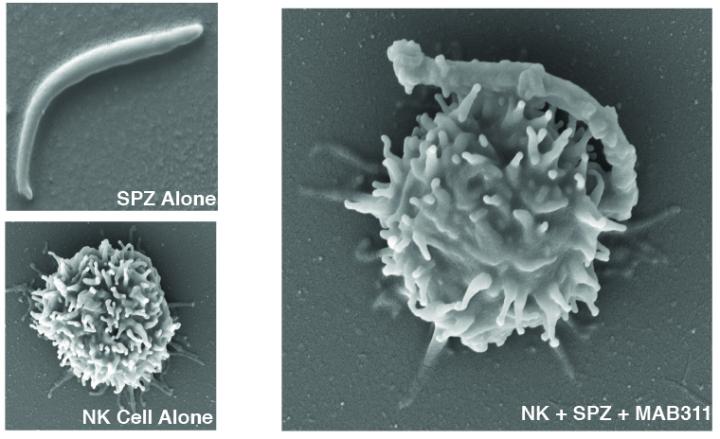 Quality Over Quantity for Antibodies Makes the Difference in a Promising Malaria Vaccine (1 of 1)