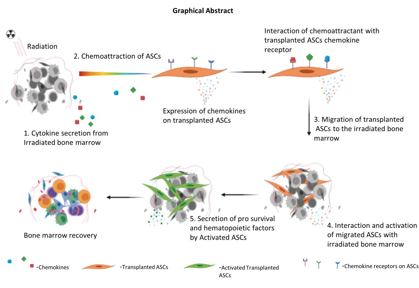 Adipose Tissue Derived Stem Cells ASC Therapy