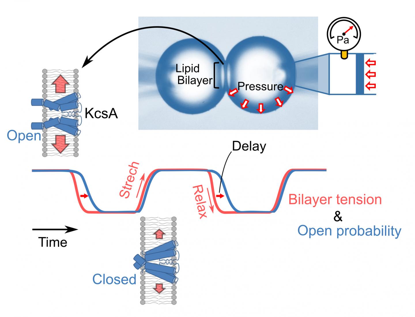 Time-lapse measurement of membrane tension and mechanism of channel activity