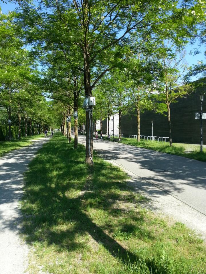 Trees with Grassy Areas Soften Summer Heat