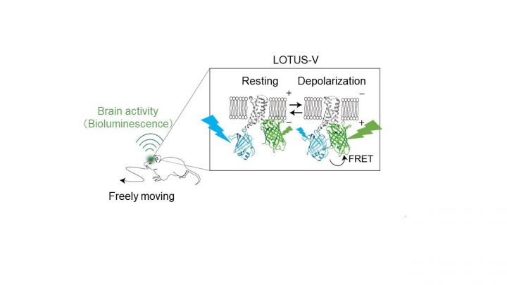 Figure 1: Schematic Illustration of the Wireless Brain Activity Recording