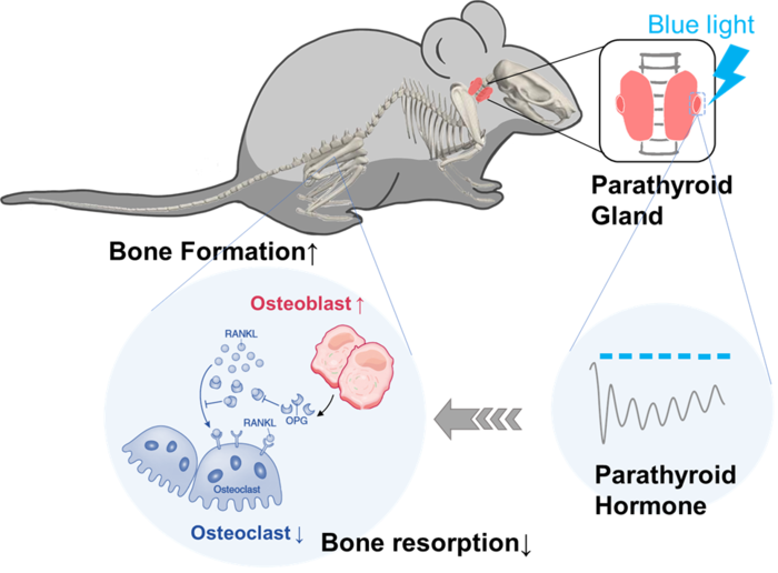 Optogenetic regulation of parathyroid hormone secretion and bone loss