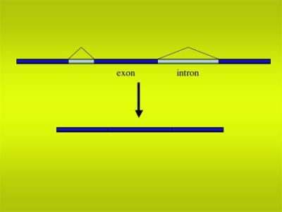 Gene Splicing
