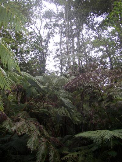 Native Hawaiian forest