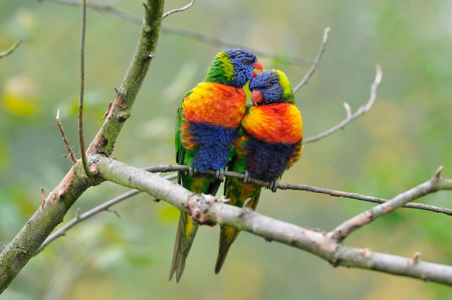 Rainbow Lorikeets