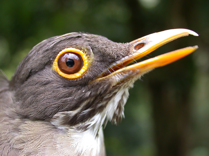 White-throated thrush