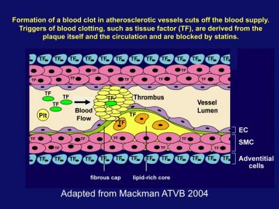 Statins Block Triggers of Blood Clotting