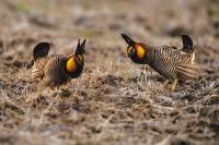 Greater Prairie Chickens Cling to Life in Illinois
