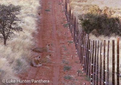 Lions, South Africa (2 of 2)